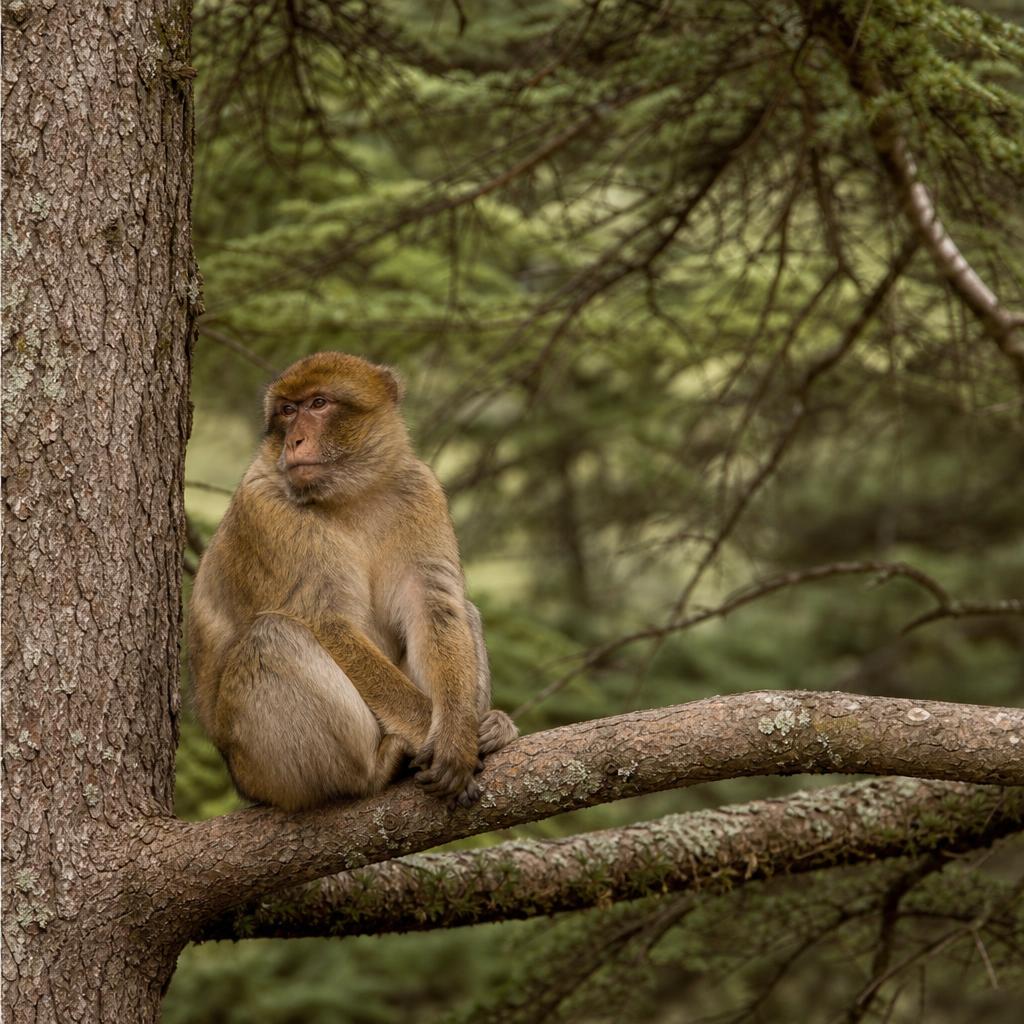 Family-friendly nature and wildlife walk in the cedar forest near Azrou, Morocco